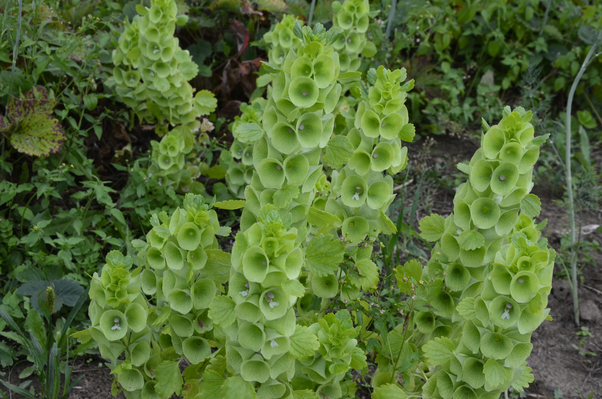 Bells of Ireland